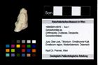 Foto (Objekt + Etikett) von Goniodromites sp.  (NHMW-GEO-1990-0041-3979)